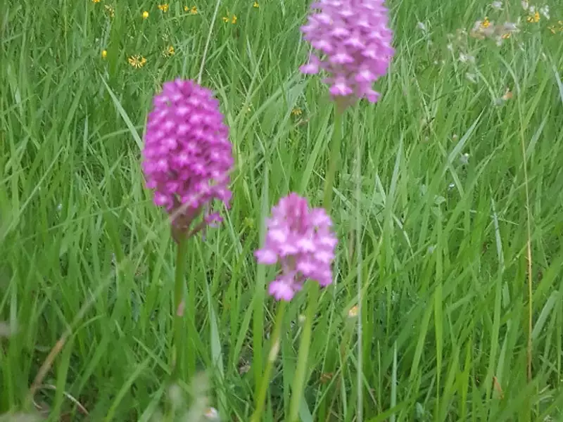 Terrain à bâtir, 570 m² - Pîtres (27590)