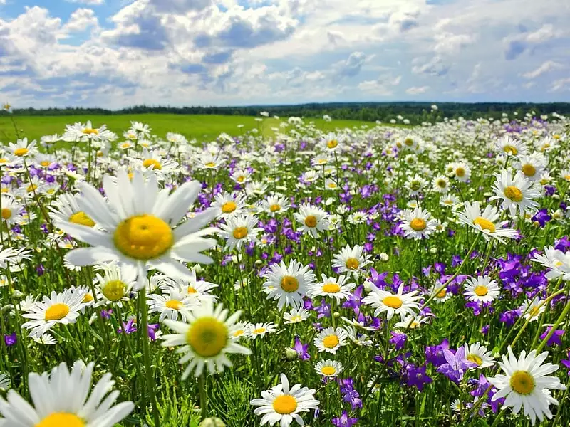 Terrain à bâtir, 923 m² - Saint-Eloi (58000)