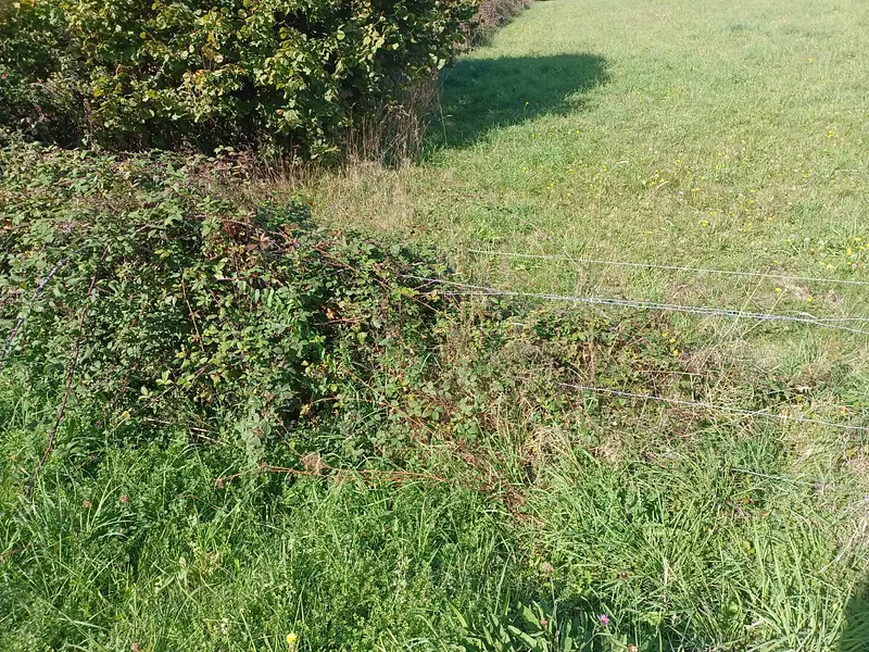 Terrain à bâtir, 350 m² - Gosné (35140)