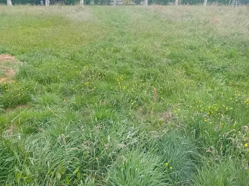 Terrain à bâtir, 800 m² - La Teste-de-Buch (33260)