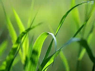 Terrain à bâtir, 1 100 m²