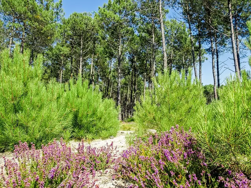 Terrain à bâtir, 570 m² - Vielle-Saint-Girons (40560)