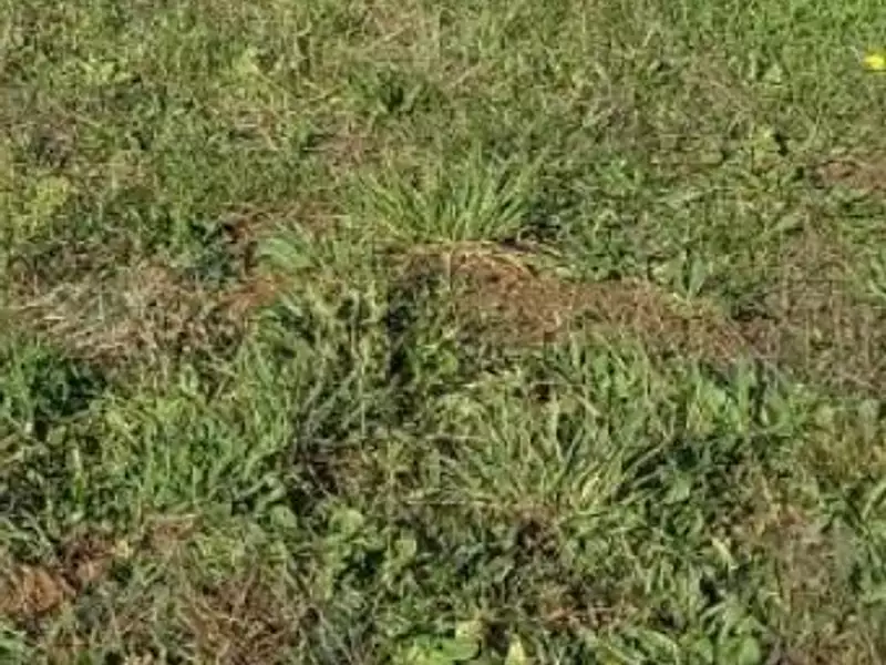 Terrain à bâtir, 689 m² - Saint-Michel-Chef-Chef (44730)