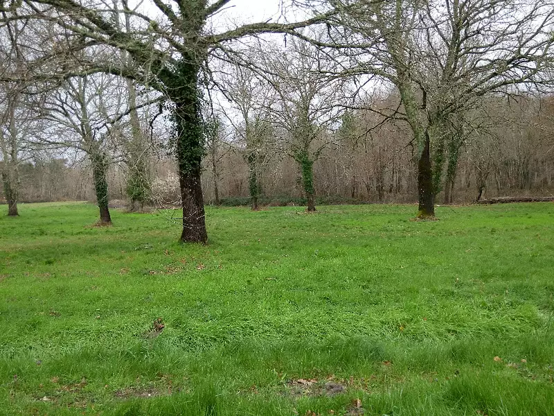 Maison neuve, 90 m² - Pissos (40410)