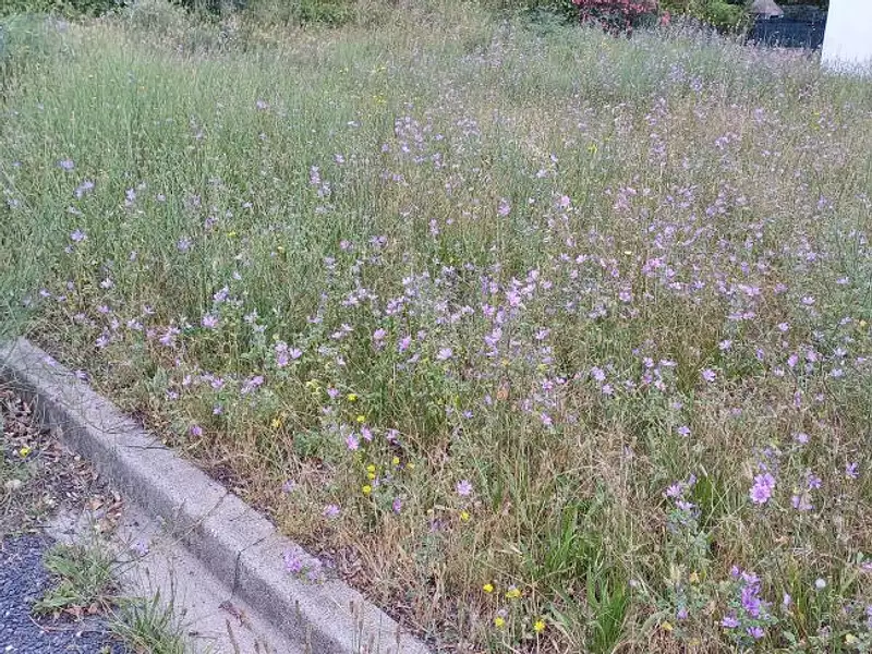 Terrain à bâtir, 300 m² - Maureillas-las-Illas (66480)