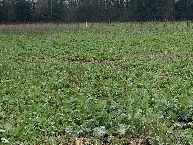 Maison neuve, 90 m² - Saint-Laurent-de-la-Prée (17450)