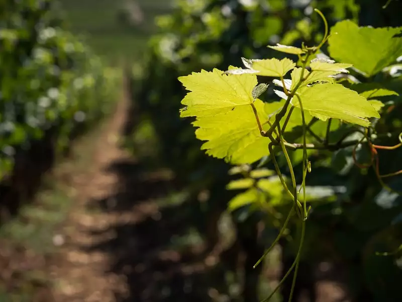 Terrain à bâtir, 818 m² - Camarsac (33750)