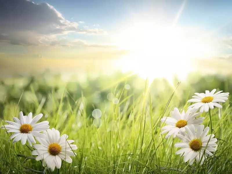 Terrain à bâtir, 504 m² - Smarves (86240)