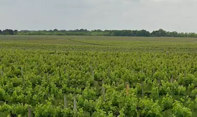 Terrain à bâtir, 649 m²