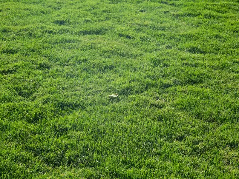 Terrain à bâtir, 301 m² - Givrand (85800)