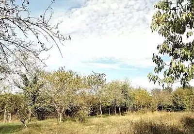 Terrain à bâtir, 985 m²