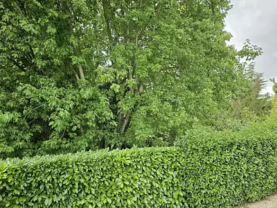 Terrain à bâtir, 1 300 m²