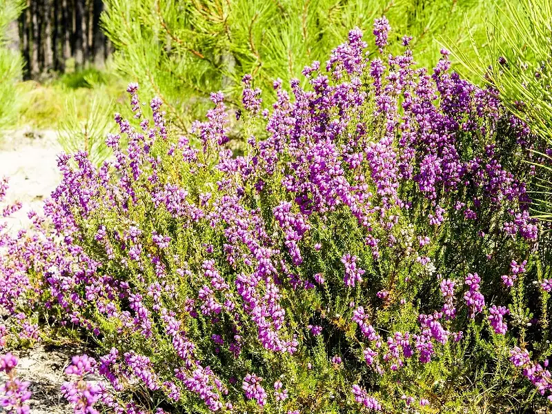 Terrain à bâtir, 768 m² - Salles (33770)