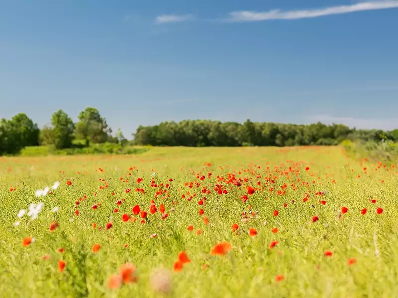 Terrain à bâtir, 1 880 m² - Jonzac (17500)