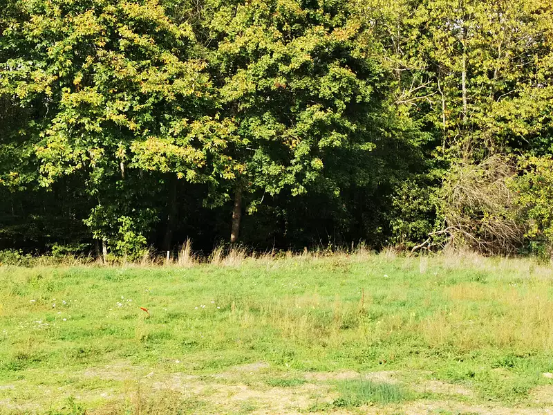 Terrain à bâtir, 980 m² - Loches (37600)