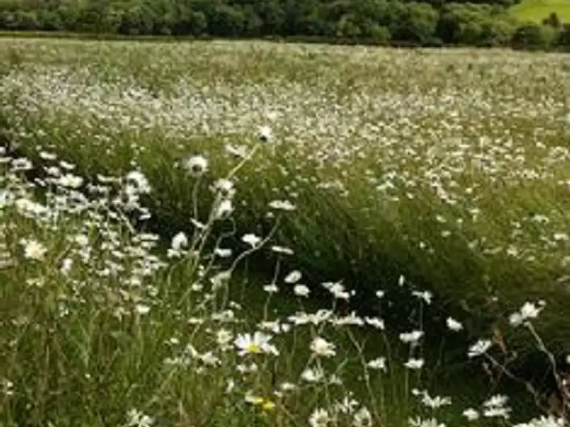 Terrain à bâtir, 267 m² - Montlouis-sur-Loire (37270)