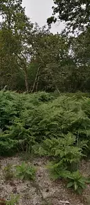 Terrain à bâtir, 900 m²