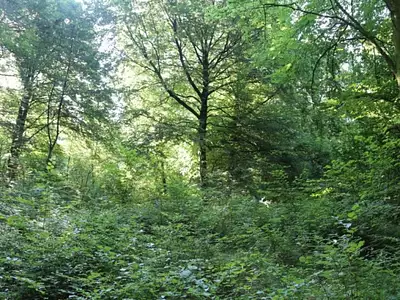 Terrain à bâtir, 2 500 m²