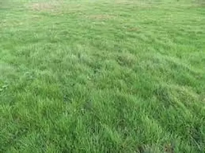 Terrain à bâtir, 1 117 m²