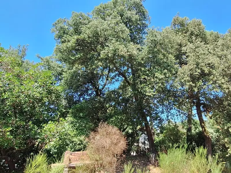 Terrain à bâtir, 739 m² - Saint-Palais-sur-Mer (17420)