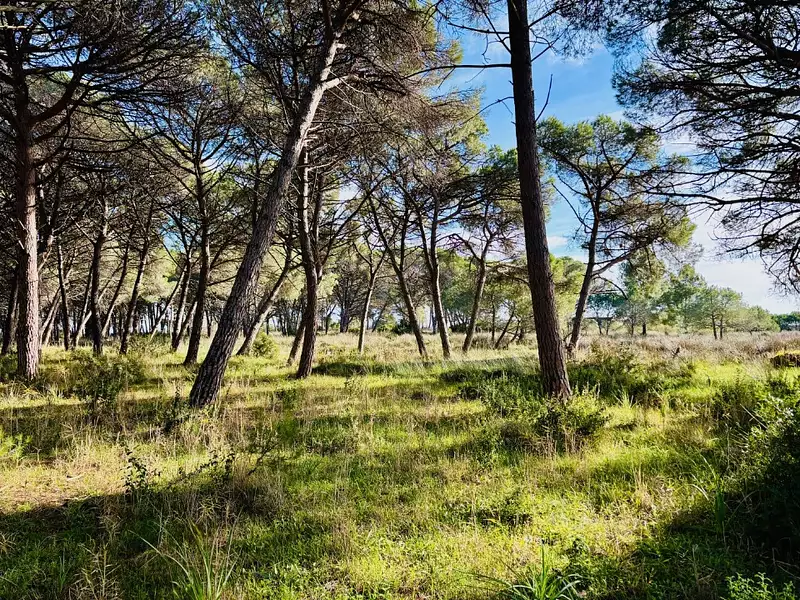 Terrain à bâtir, 2 150 m² - Saint-Maximin-la-Sainte-Baume (83470)