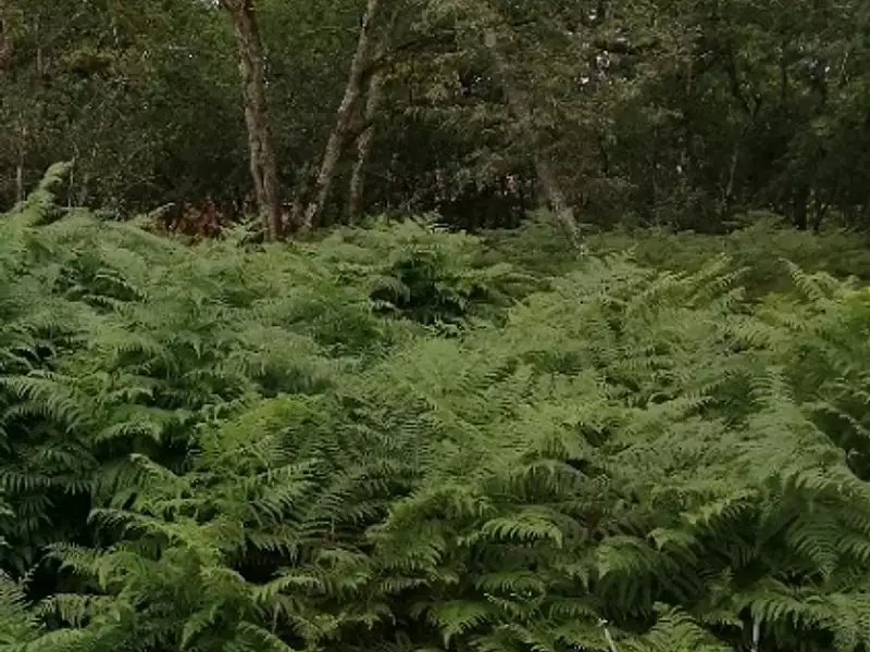 Terrain à bâtir, 900 m² - Saint-Aubin-de-Médoc (33160)