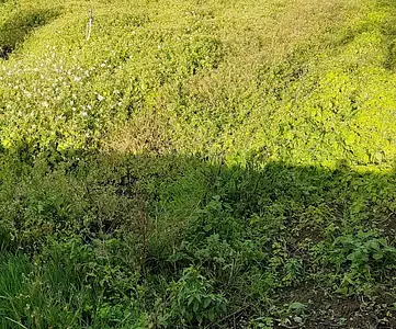 Terrain à bâtir, 950 m²
