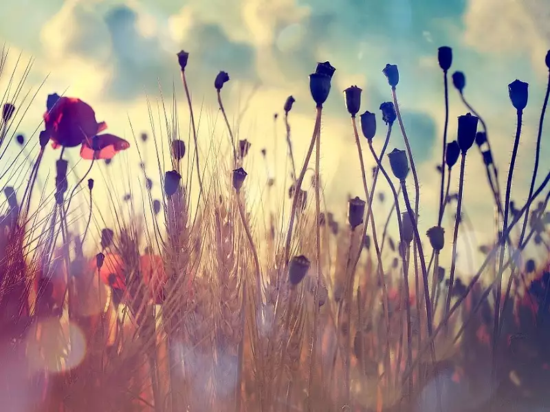 Terrain à bâtir, 900 m² - Le Barp (33114)