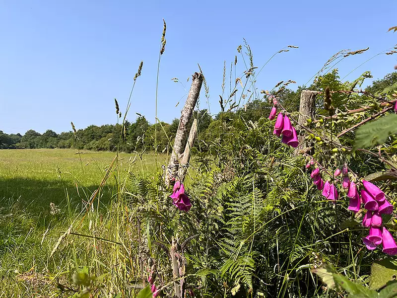 le Clos des Lys (La Paquelais) - Vigneux-de-Bretagne (44360)
