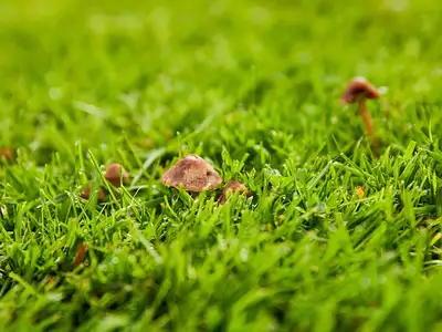 Terrain à bâtir, 1 000 m²