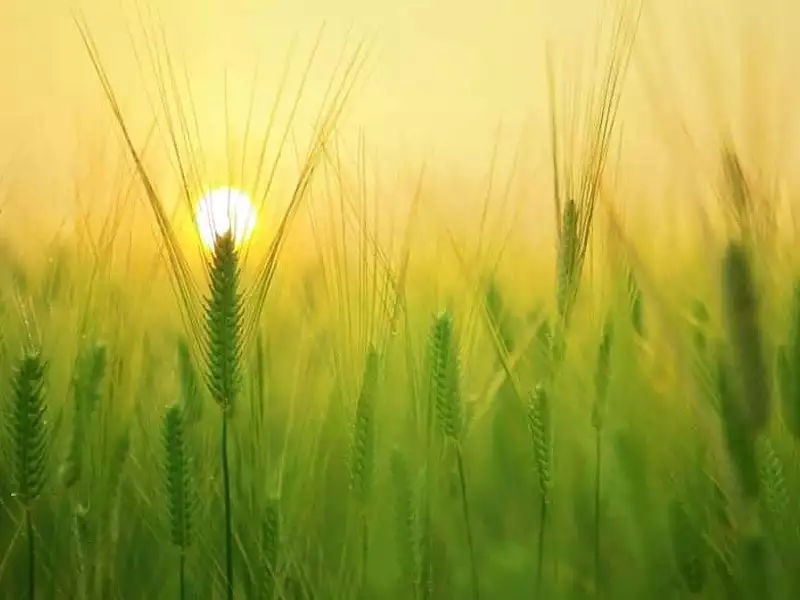 Terrain à bâtir, 426 m² - Saint-Gervais (85230)