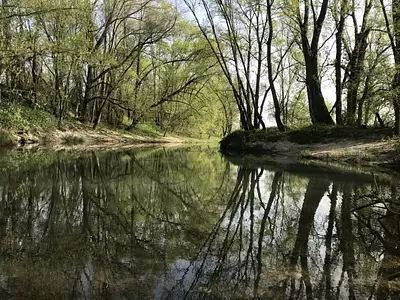 Le Cèdre Bleu