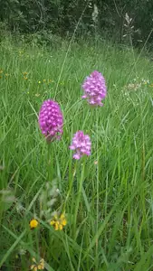 Terrain à bâtir, 310 m²