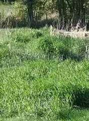 Terrain à bâtir, 340 m²