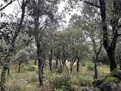 Terrain à bâtir, 1 807 m²