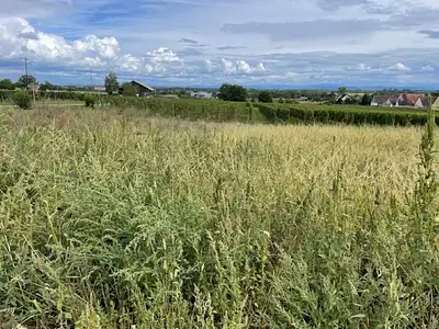 Terrain à bâtir, 451 m²