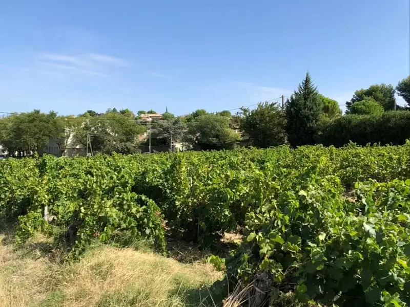 Terrain à bâtir, 489 m² - Vacqueyras (84190)