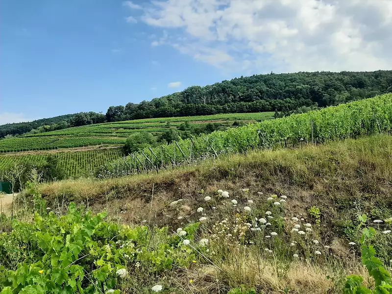 Maison neuve, 127 m² - Guebwiller (68500)