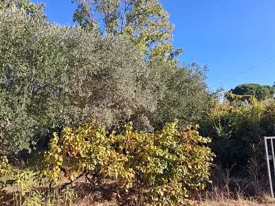 Terrain à bâtir, 900 m²