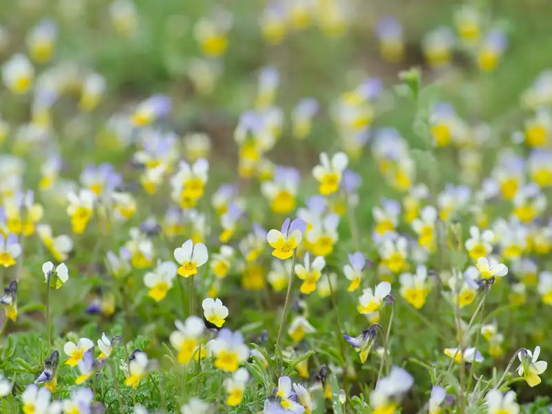 Terrain à bâtir, 650 m² - Vertheuil (33180)