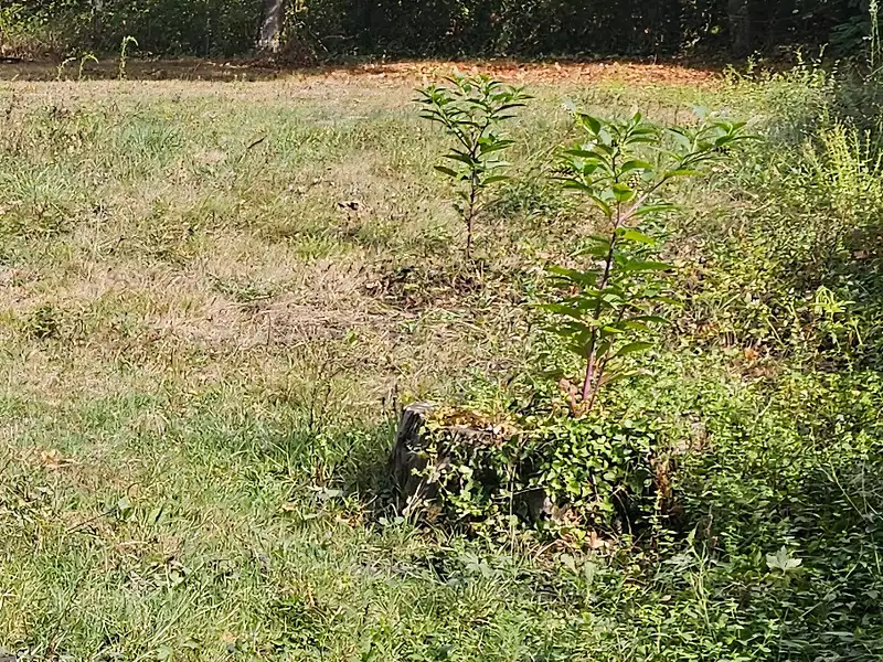 Terrain à bâtir, 450 m² - Toulenne (33210)