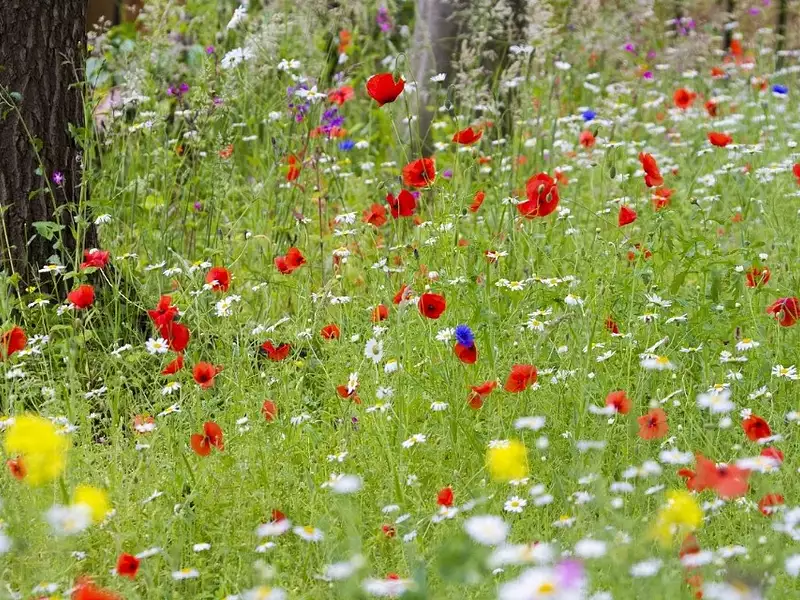 Terrain à bâtir, 500 m² - Le Teich (33470)