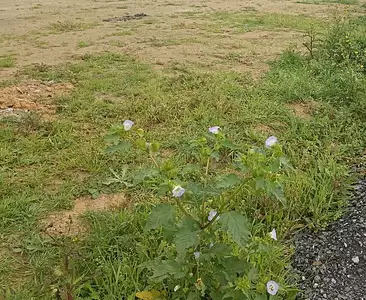 Terrain à bâtir, 1 024 m²