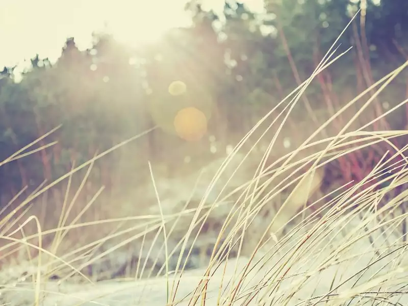 Terrain à bâtir, 600 m² - Belin-Béliet (33830)