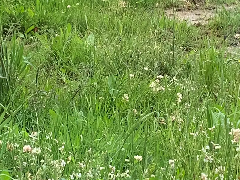 Terrain à bâtir, 256 m² - La Plaine-sur-Mer (44770)