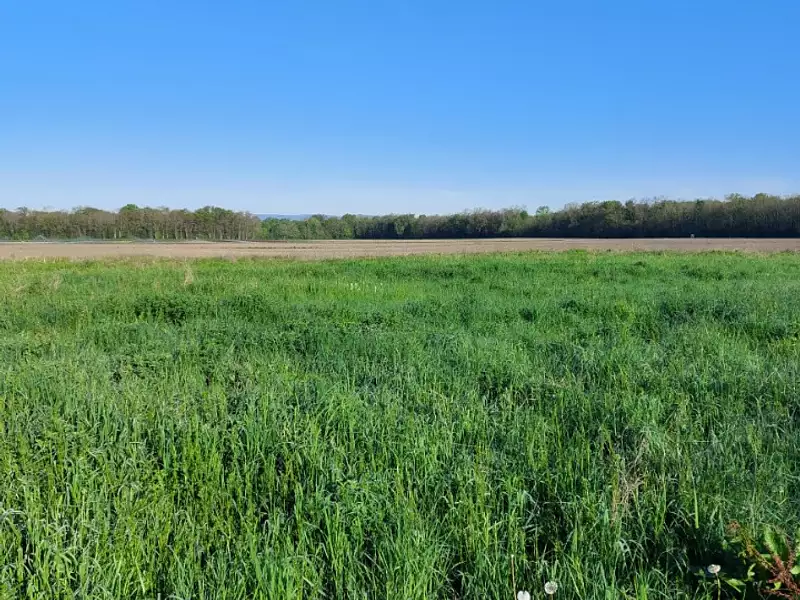 Terrain à bâtir, 542 m² - Bindernheim (67600)