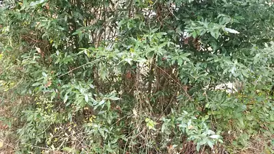 Maison neuve, 100 m²