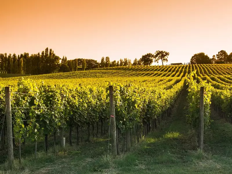 Terrain à bâtir, 884 m² - Salleboeuf (33370)