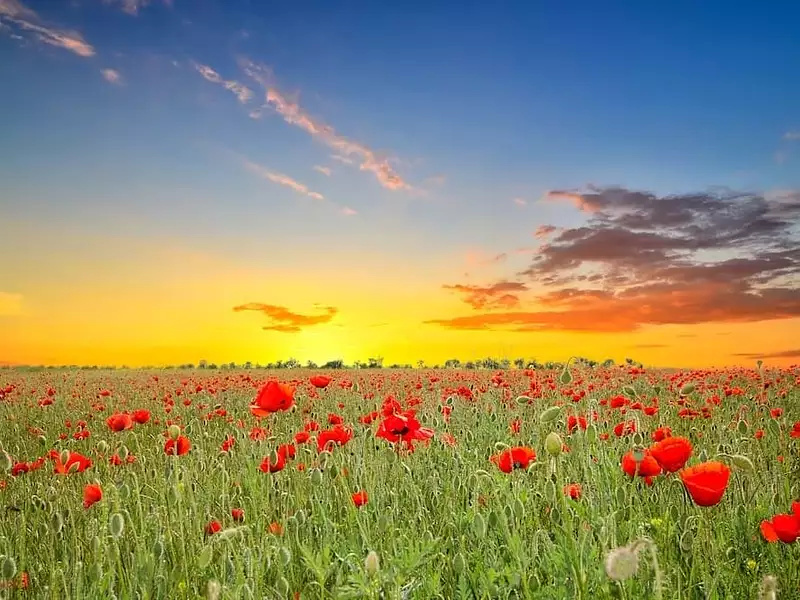 Terrain à bâtir, 1 200 m² - Thilouze (37260)