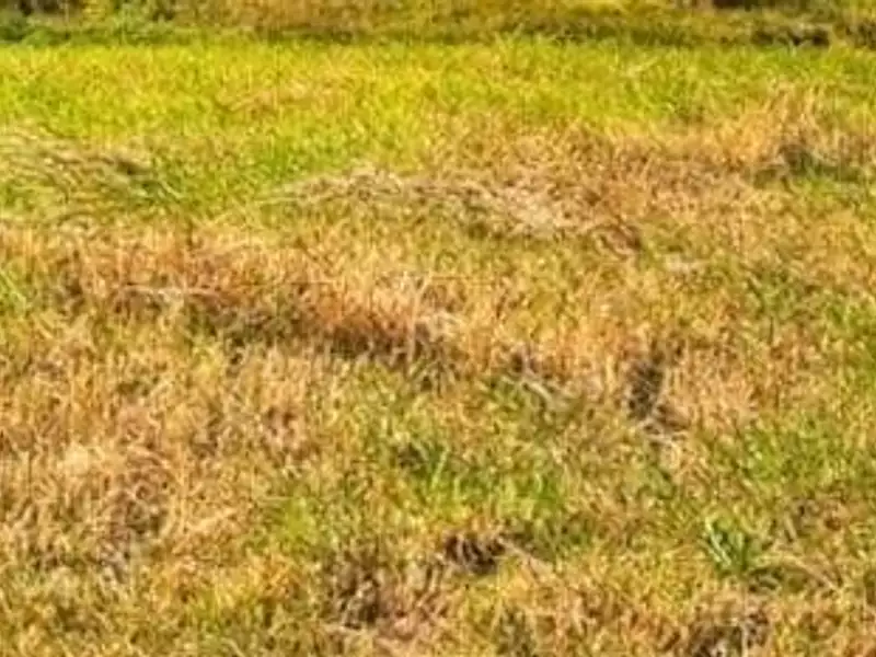 Terrain à bâtir, 628 m² - Saint-Michel-Chef-Chef (44730)